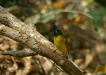 Black-crested Bulbul