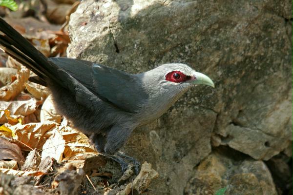 Black-bellied Malkoha