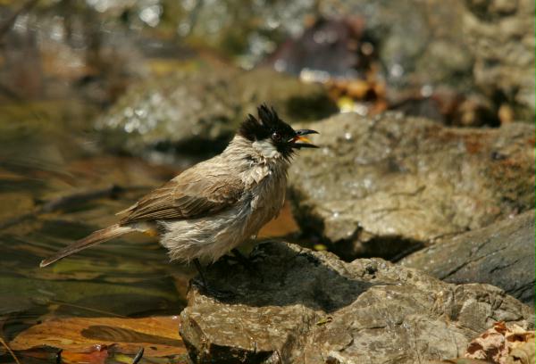 Sooty-headed Bulbul
