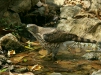 Crested Goshawk