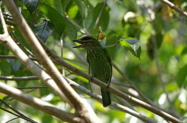 Green-eared Barbet