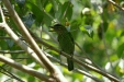 Green-eared Barbet