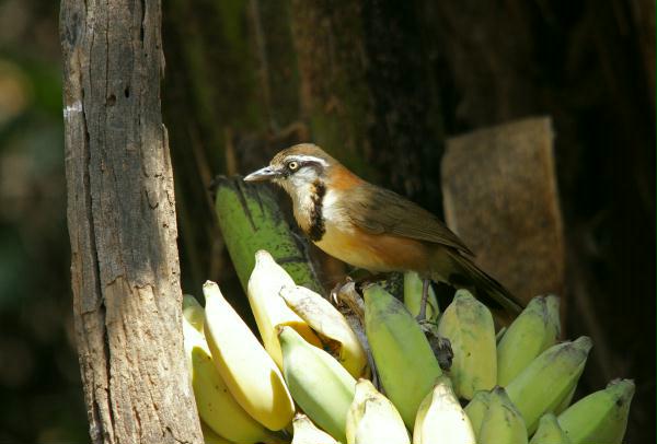 Lesser Necklaced Laughingthrush