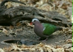 Emerald Dove