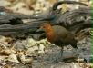 Slaty-legged Crake