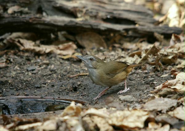 Brown Fulvetta