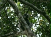 Dusky Langur