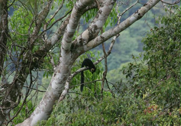 Black Giant Squirrel