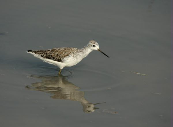 Marsh Sandpiper