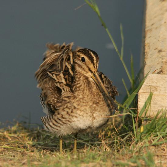 Common Snipe