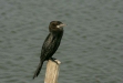 Little Cormorant