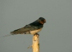 Barn Swallow