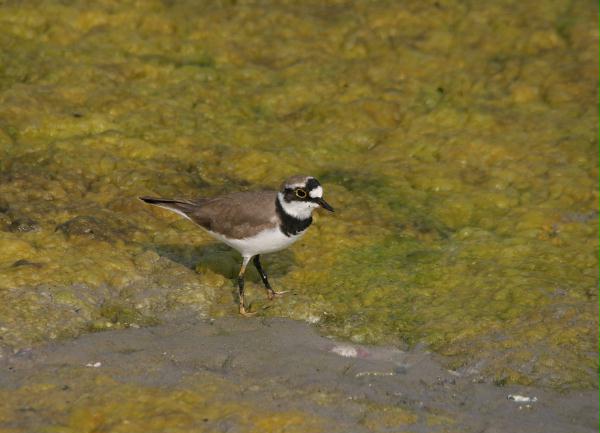 Little Ringed Plover