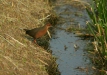 Ruddy-breasted Crake