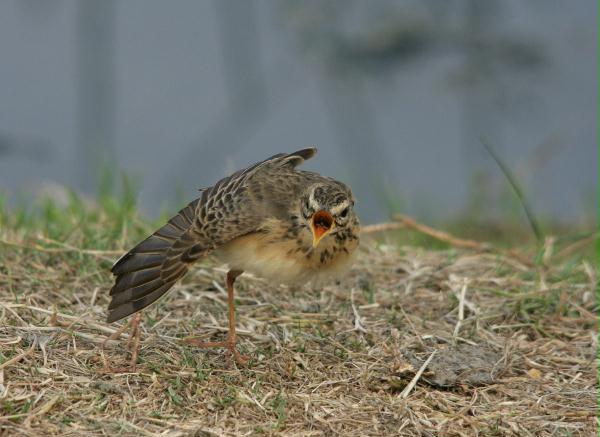 Paddyfield Pipit (Oriental)