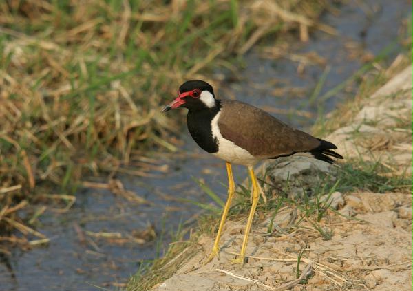 Red-wattled Lapwing