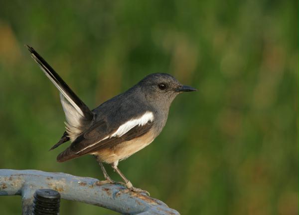 Oriental Magpie Robin