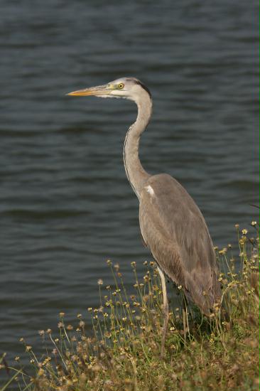 Grey Heron