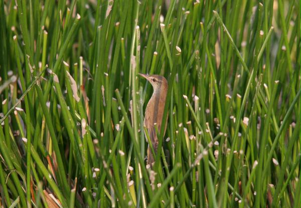 Oriental Reed Warbler