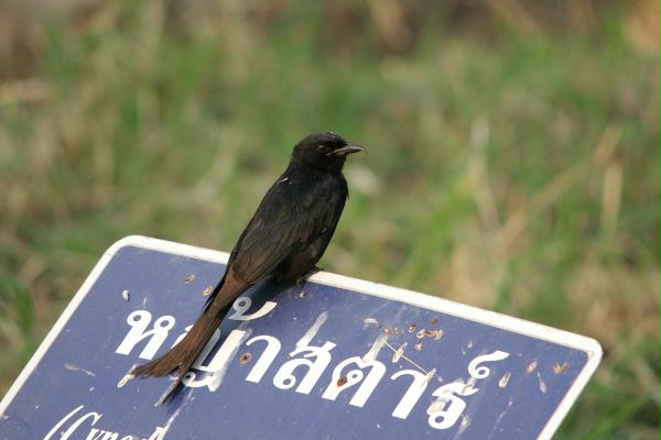 Black Drongo
