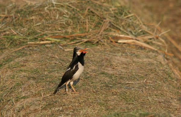 Asian Pied Starling