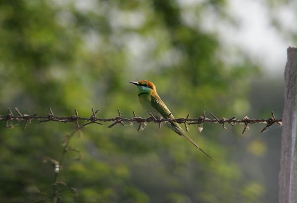 Chestnut-headed Bee-eater