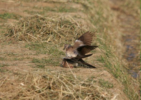 Spotted Dove