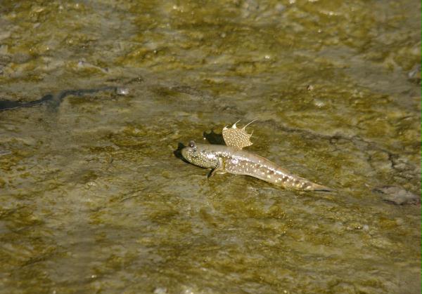 Mudskipper
