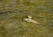 Mudskipper