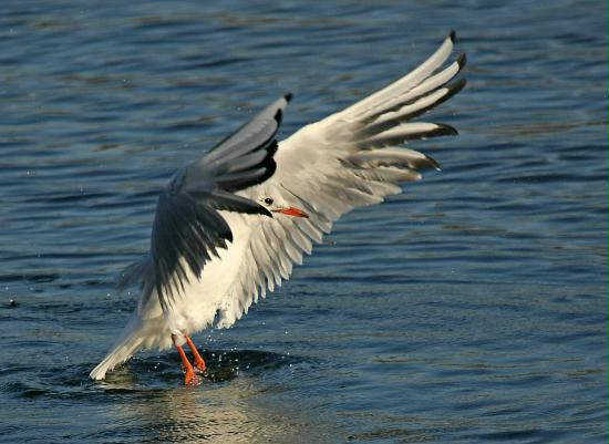 Black-headed Gull <i>Larus ridibundus</i>