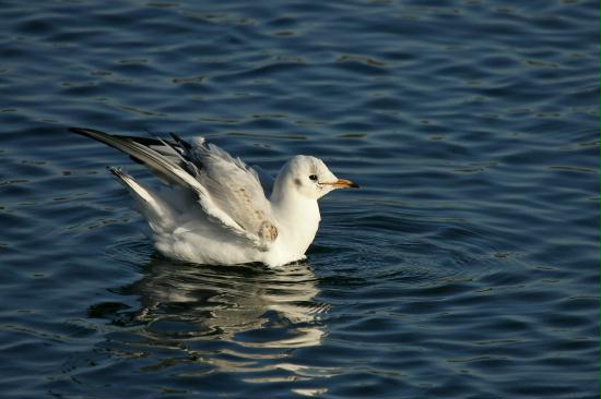 Black-headed Gull <i>Larus ridibundus</i>