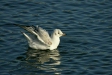 Black-headed Gull