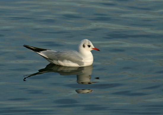 Black-headed Gull <i>Larus ridibundus</i>