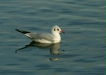 Black-headed Gull