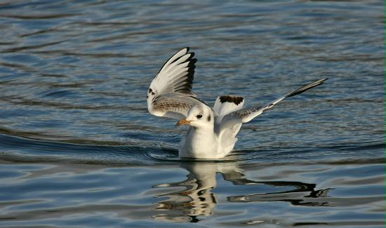 Black-headed Gull <i>Larus ridibundus</i>