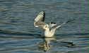 Black-headed Gull