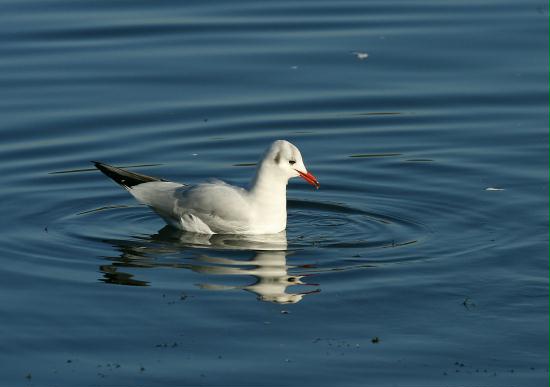 Black-headed Gull <i>Larus ridibundus</i>