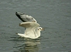 Black-headed Gull
