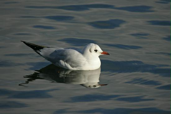 Black-headed Gull <i>Larus ridibundus</i>