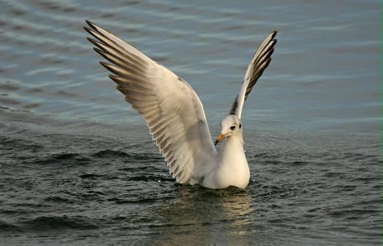 Black-headed Gull <i>Larus ridibundus</i>