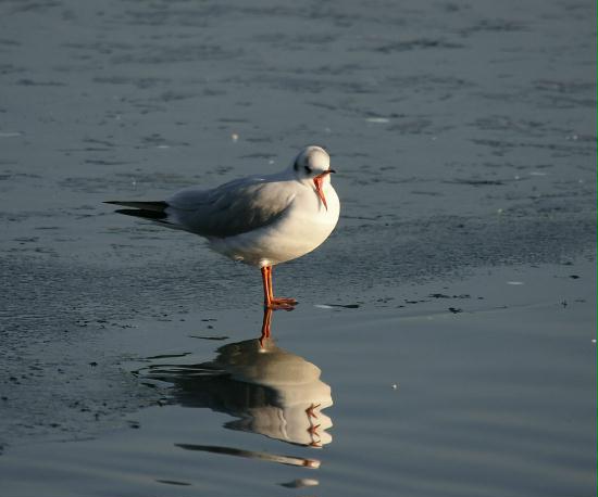 Black-headed Gull <i>Larus ridibundus</i>