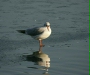 Black-headed Gull