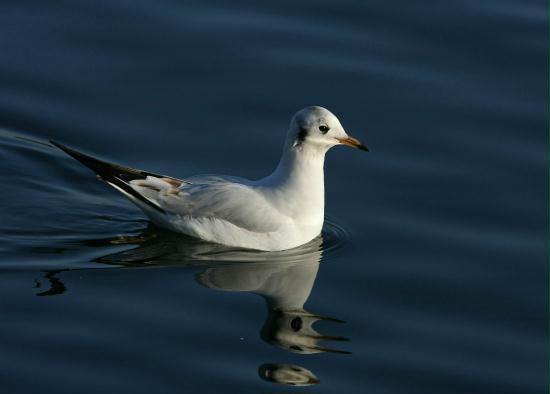 Black-headed Gull <i>Larus ridibundus</i>