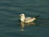 Black-headed Gull