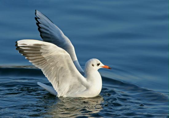Black-headed Gull <i>Larus ridibundus</i>