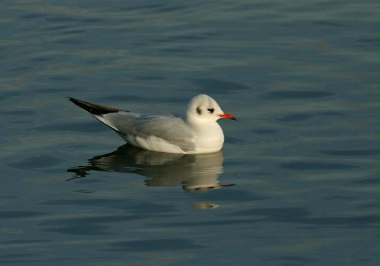 Black-headed Gull <i>Larus ridibundus</i>
