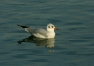 Black-headed Gull