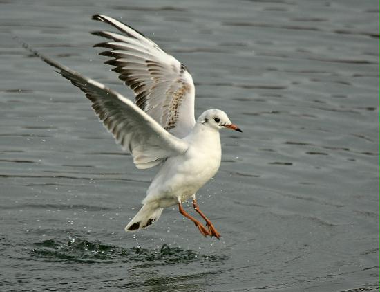 Black-headed Gull <i>Larus ridibundus</i>