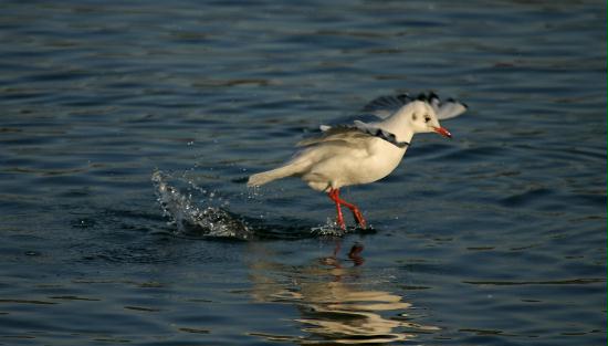 Black-headed Gull <i>Larus ridibundus</i>