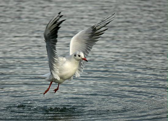 Black-headed Gull <i>Larus ridibundus</i>